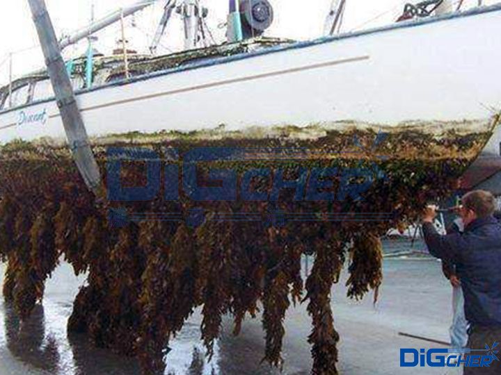 人工去除船底海（hǎi）生物
