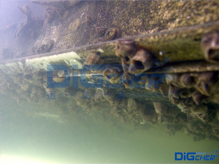 藤壺附著在海底設（shè）施表麵